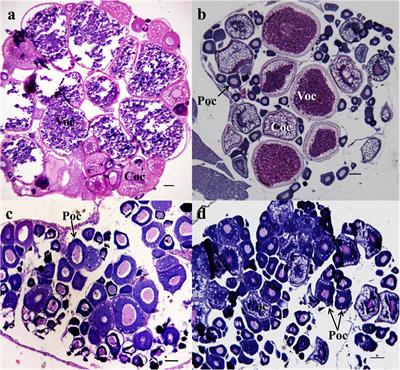 Integrated Analysis of mRNA- and miRNA-Seq in the Ovary of Rare Minnow Gobiocypris rarus in Response to 17α-Methyltestosterone